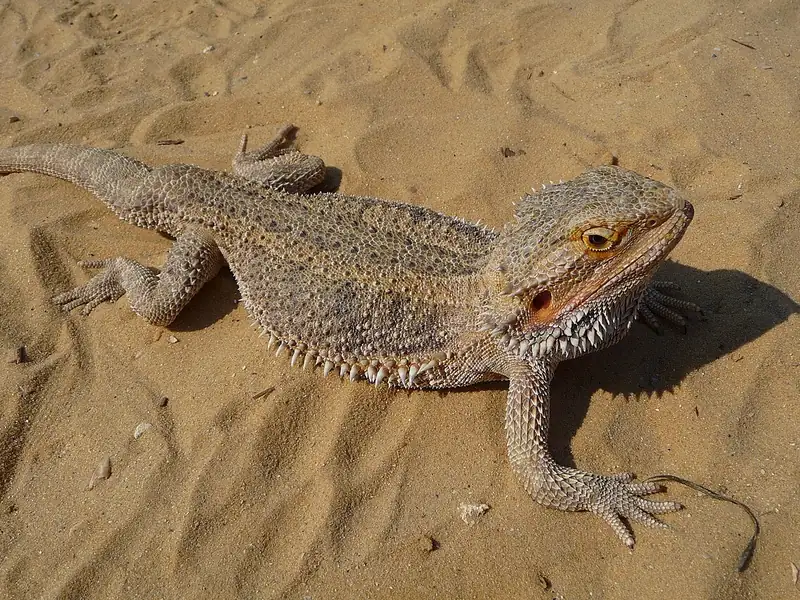 A bearded dragon on sand