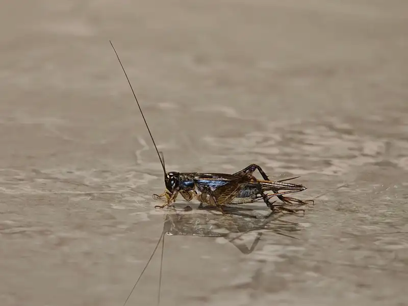 A cricket